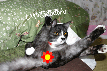 a0041108_231059.gif