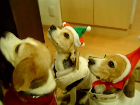 a0042044_185277.jpg