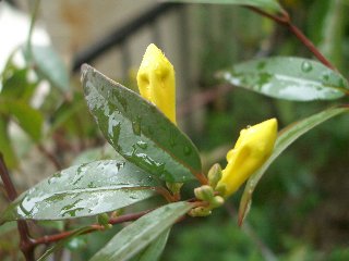 b0061107_23411950.jpg