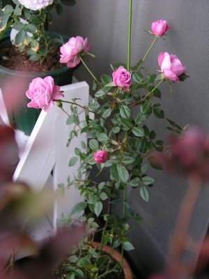 b0031925_944464.jpg