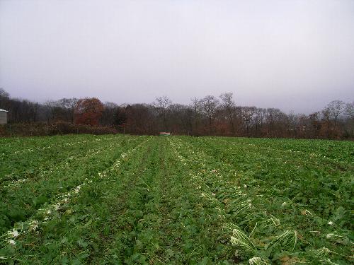 c0072843_1835857.jpg