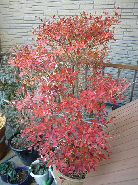 f0091250_1711516.jpg