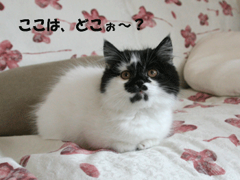 c0012571_20245428.gif
