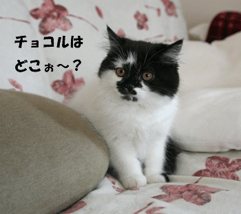 c0012571_2026167.gif