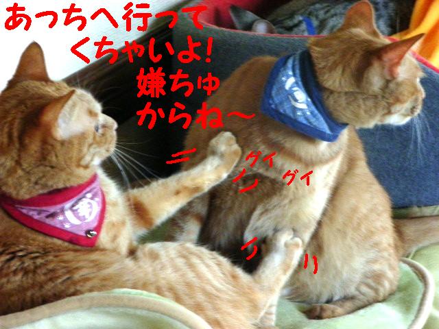 d0081025_21254499.jpg