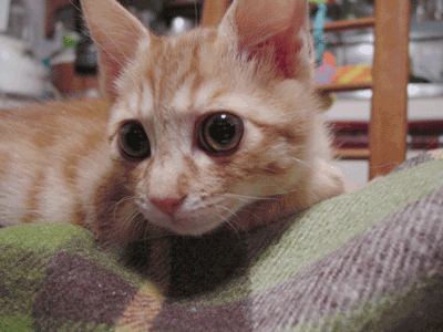 a0064067_2215683.gif