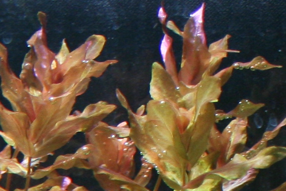 d0090170_2371951.jpg