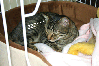 a0041108_21225427.gif