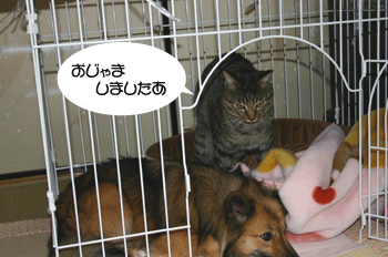 a0041108_21311276.gif