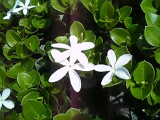 f0053847_1161393.jpg