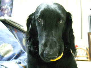 d0070289_2033096.jpg