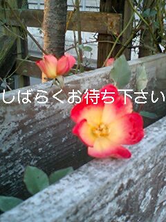 d0077410_21334333.jpg