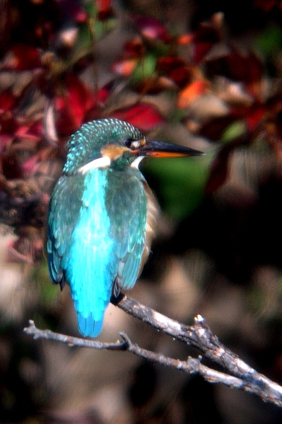 a0035279_13264296.jpg