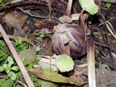 a0061594_2356289.jpg