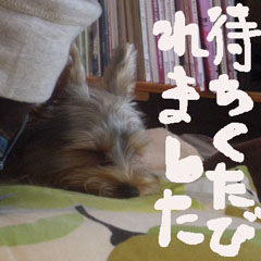c0036617_1593825.jpg