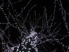 b0080027_0392644.jpg