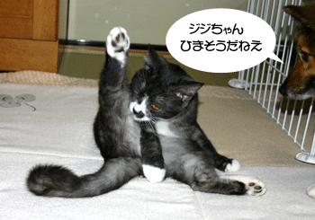 a0041108_21281083.gif