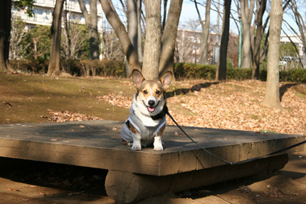 e0071225_133422.jpg