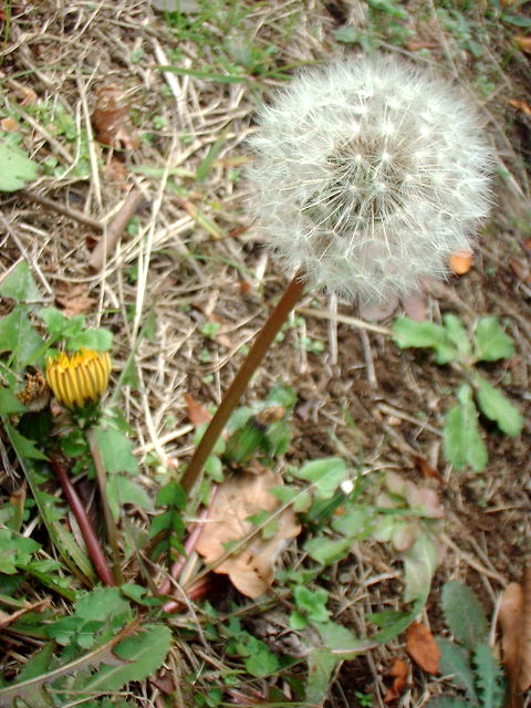 d0091754_135832.jpg