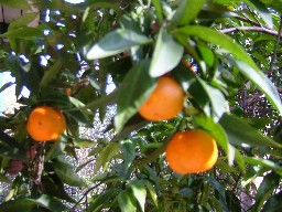 c0078451_10144711.jpg