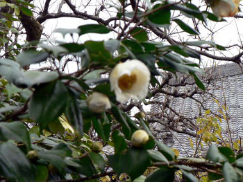 f0086169_2375272.jpg