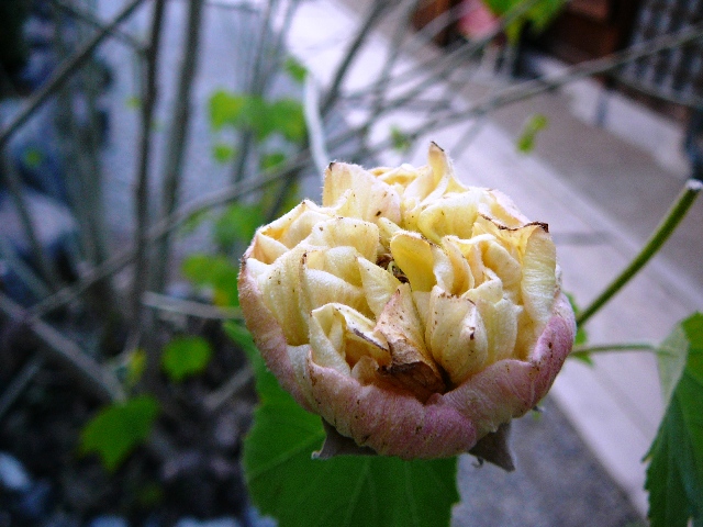 d0042474_13443727.jpg
