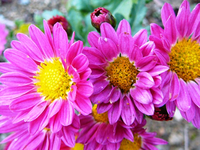d0042474_14163890.jpg