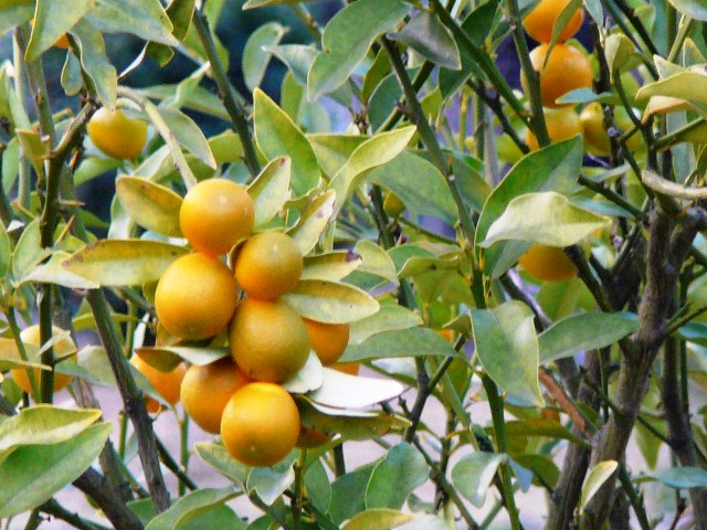 d0042474_14333619.jpg