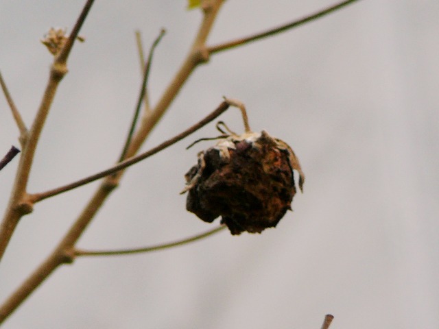 d0042474_1471859.jpg