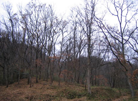 e0049740_1126044.jpg