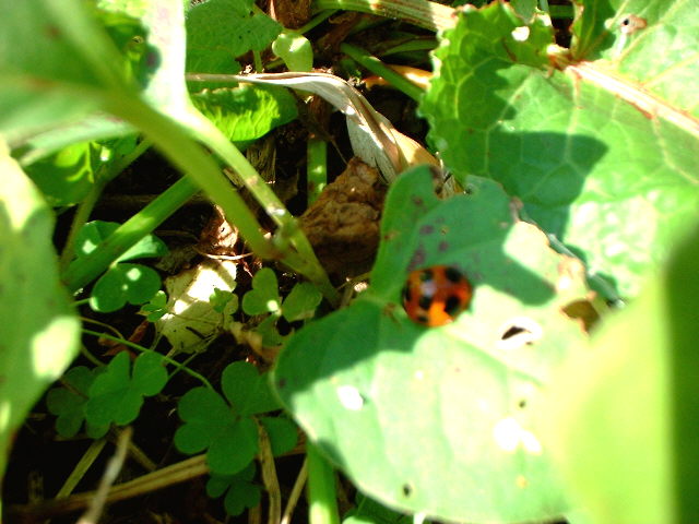 d0091754_1593219.jpg