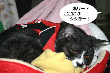 a0041108_22233988.gif
