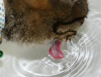 a0041108_22301019.gif