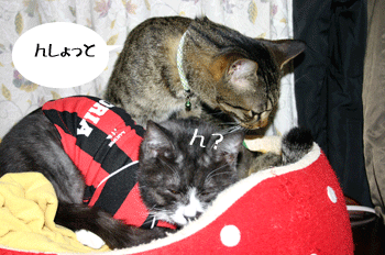 a0041108_22311020.gif