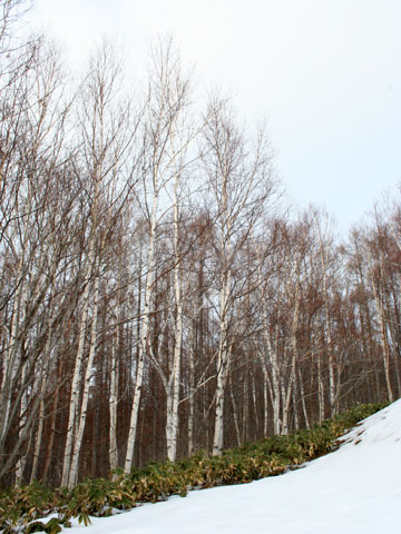 e0001123_2236722.jpg