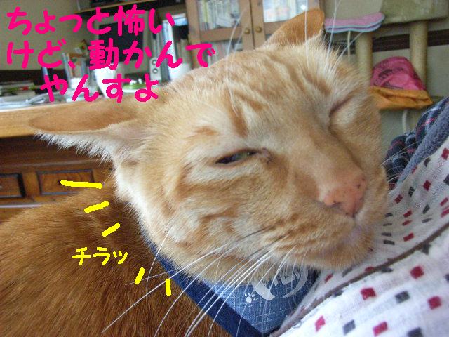 d0081025_20361151.jpg