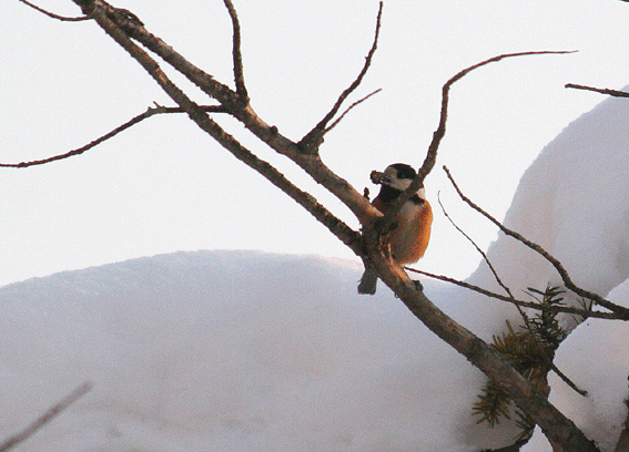 d0069235_2274844.gif