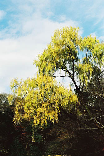 e0060651_2241546.jpg