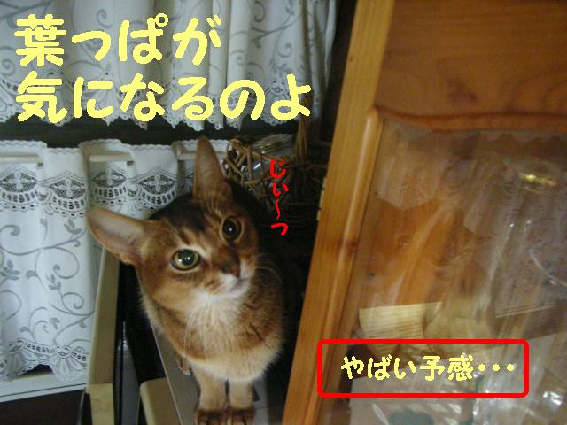 d0081025_21111559.jpg