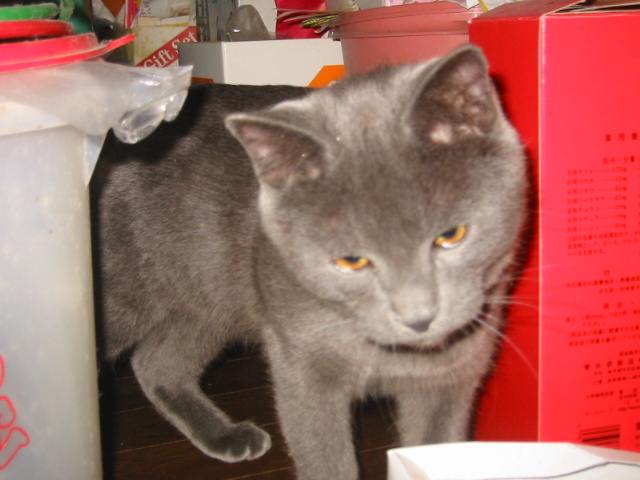 d0080733_20115034.jpg