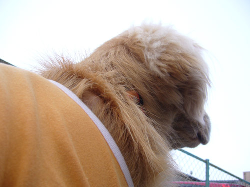 c0085188_22431777.jpg