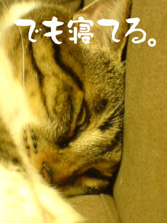 c0035001_17152421.jpg