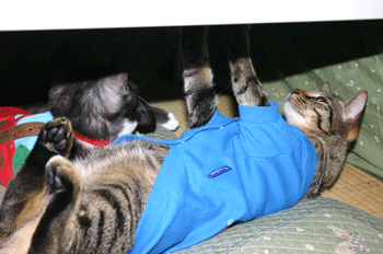 a0041108_21282358.gif