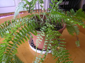 e0104941_5272610.jpg