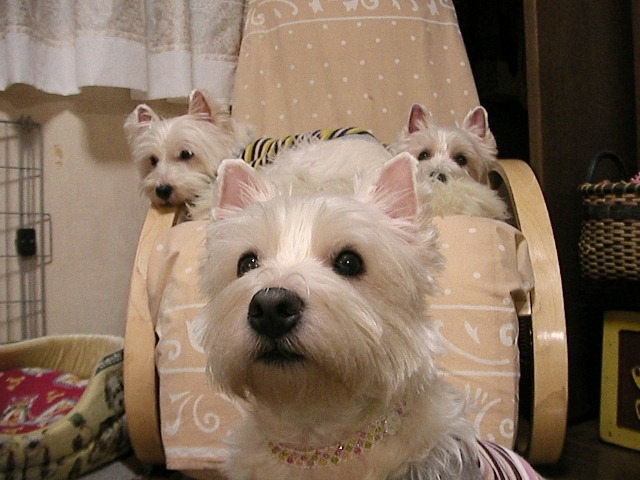f0034444_2315395.jpg