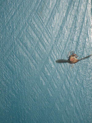 c0105474_17155646.jpg