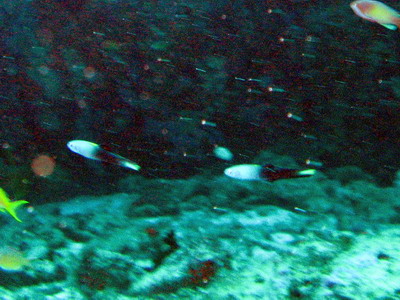 a0002177_2127267.jpg