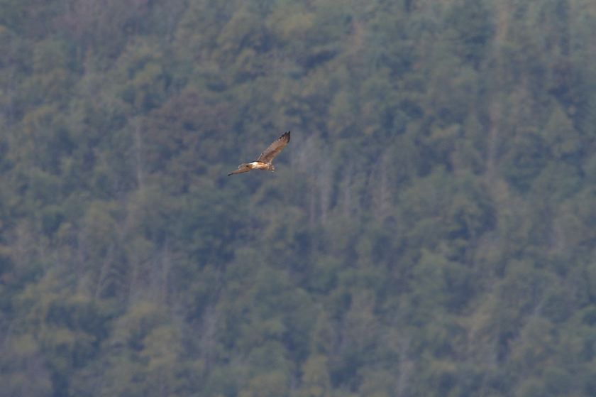 d0037282_1849751.jpg