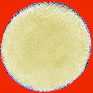 a0046429_17583068.jpg