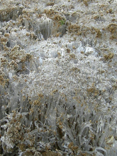 e0011143_1561631.jpg